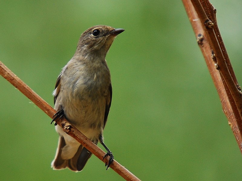 Semicollared Flycatcher