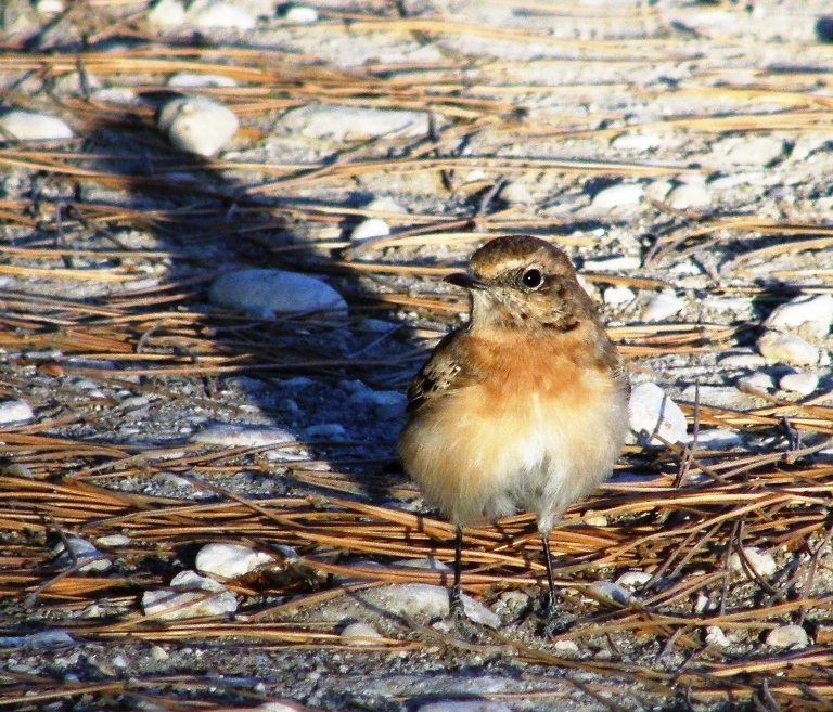 Isabelline Wheatear