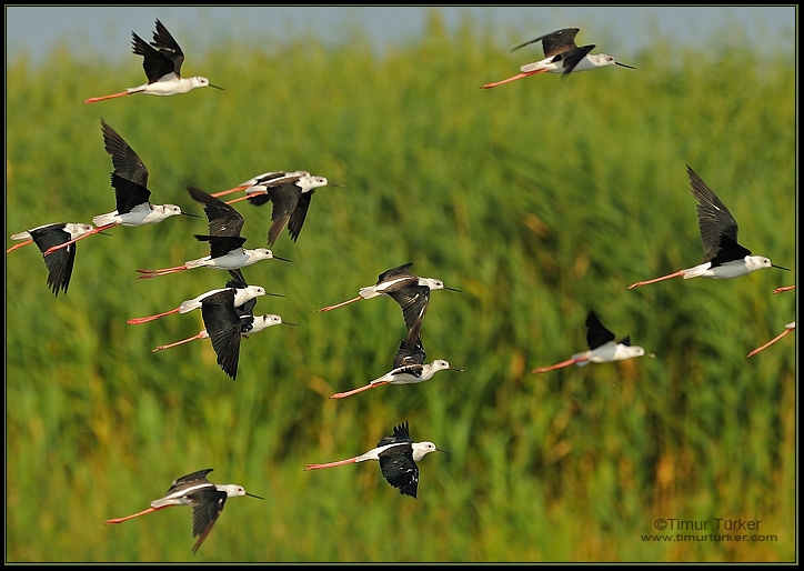 Black-winged Stilt