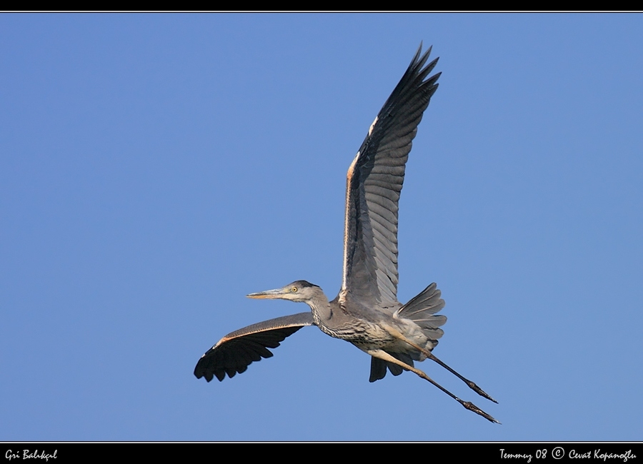Grey Heron