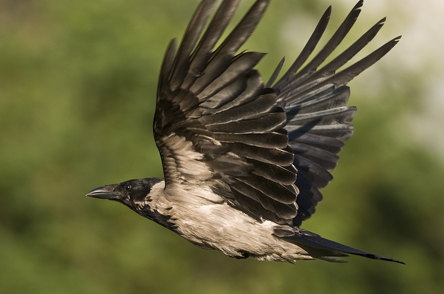 Hooded Crow
