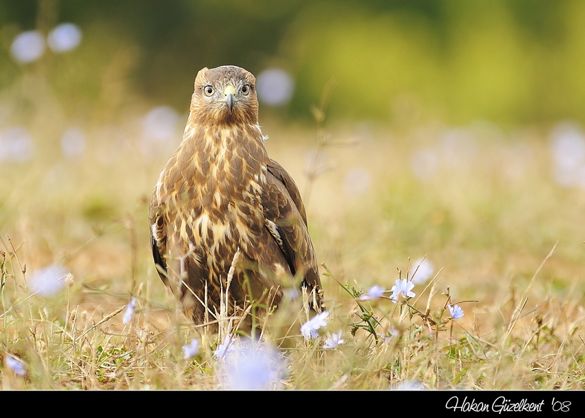 Common Buzzard