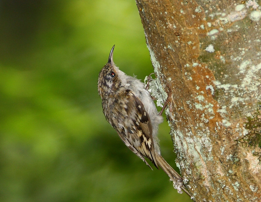 Eurasian Treecreeper