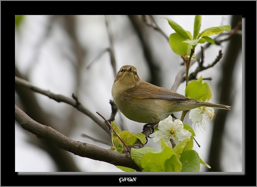 Common Chiffchaff