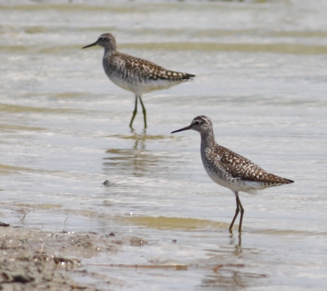 Wood Sandpiper