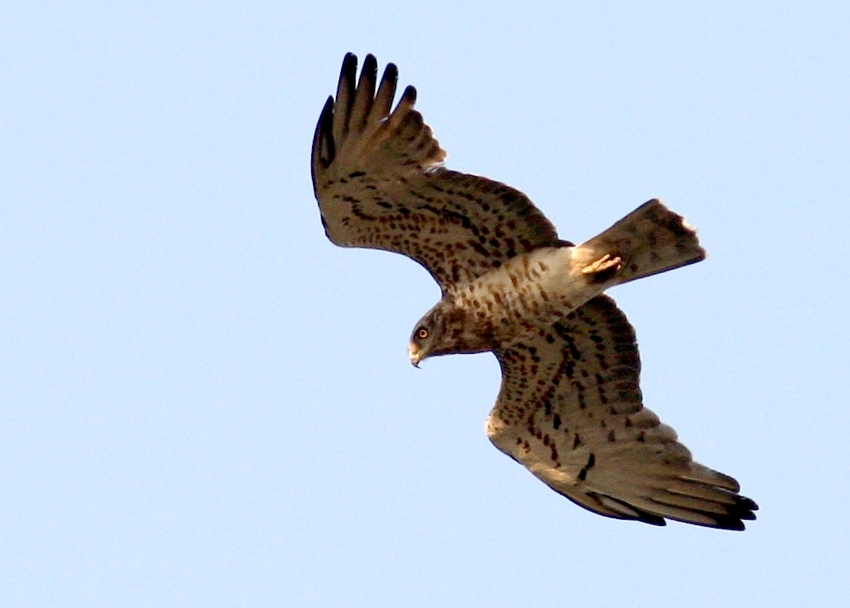 Short-toed Snake Eagle