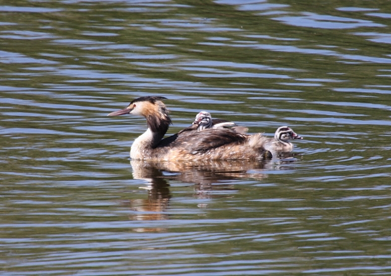 Great Crested Grebe