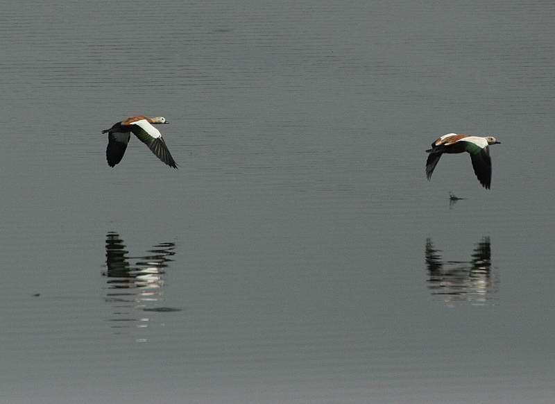 Ruddy Shelduck