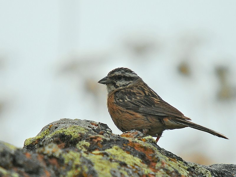 Rock Bunting