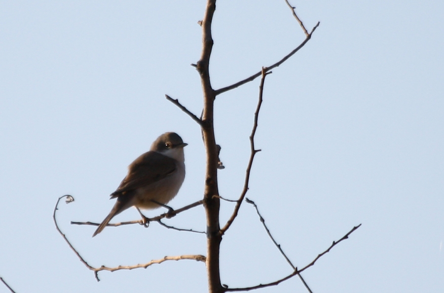 Lesser Whitethroat