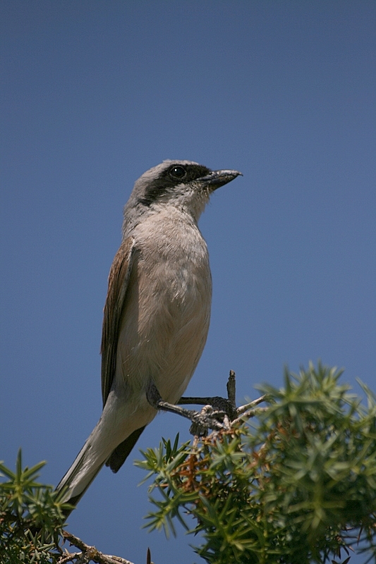 Red-backed Shrike