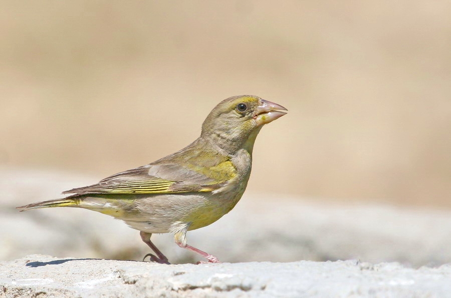 European Greenfinch