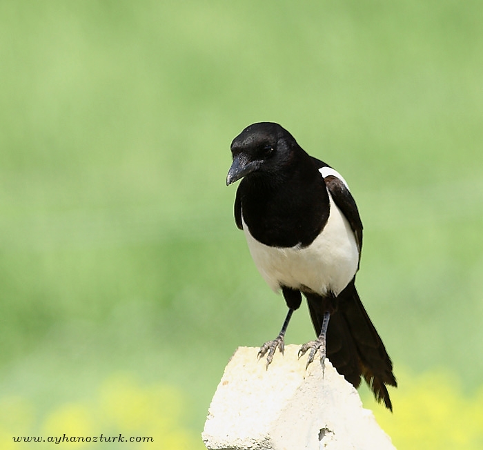 Eurasian Magpie