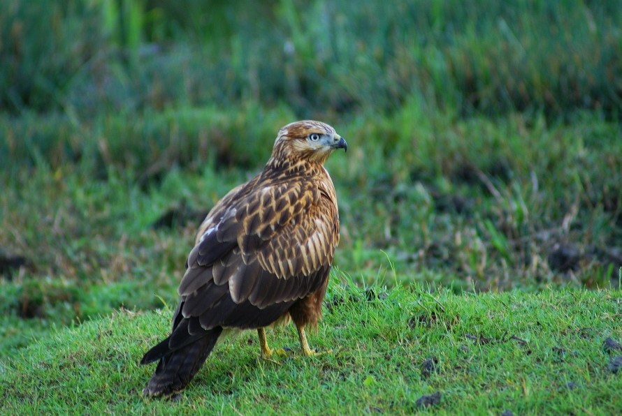 Common Buzzard