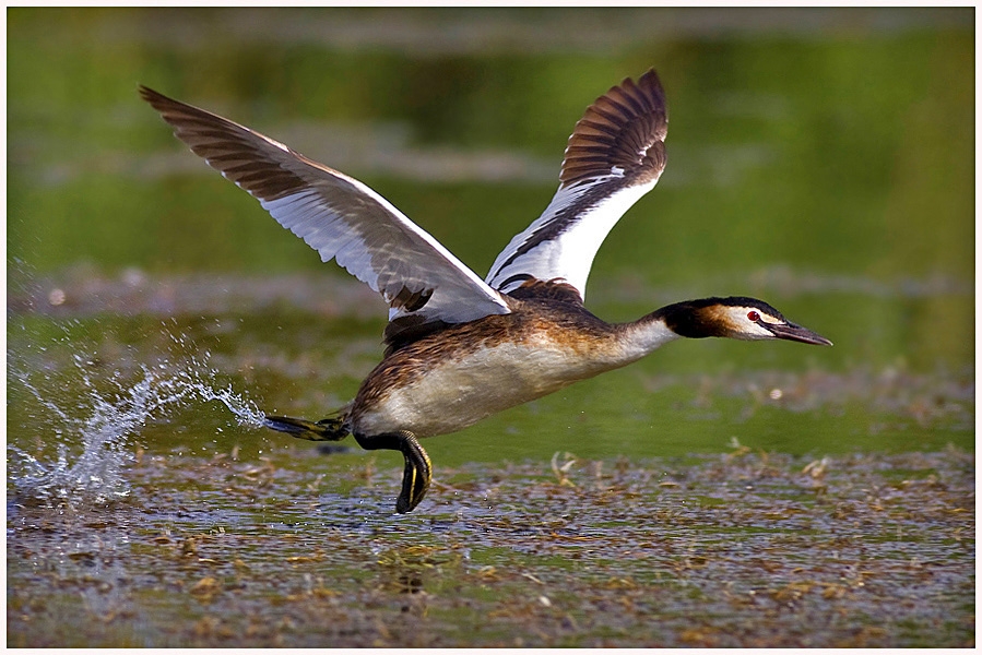 Great Crested Grebe