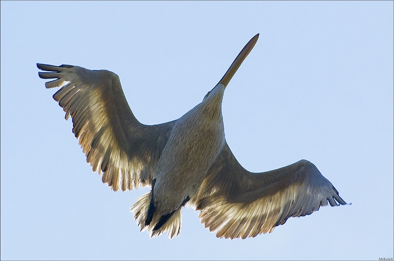 Dalmatian Pelican