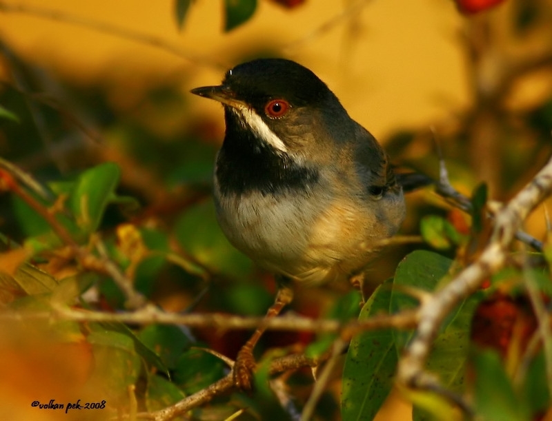 Rüppell`s Warbler