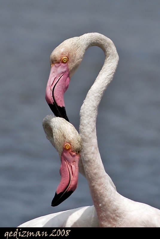 Greater Flamingo