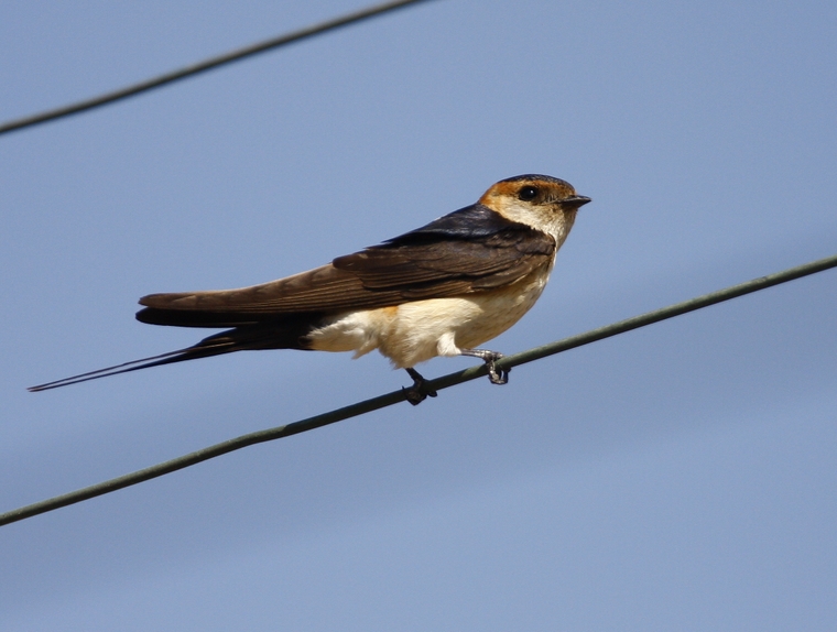 European Red-rumped Swallow