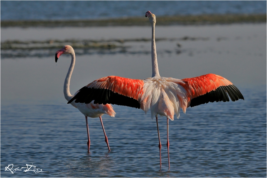 Greater Flamingo