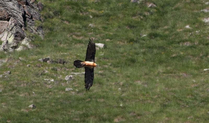 Bearded Vulture