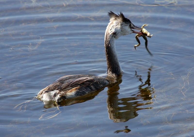 Great Crested Grebe