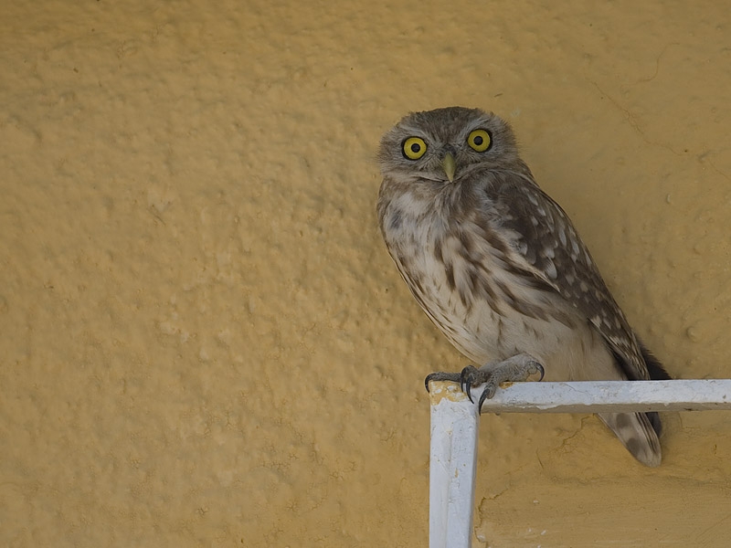 Little Owl