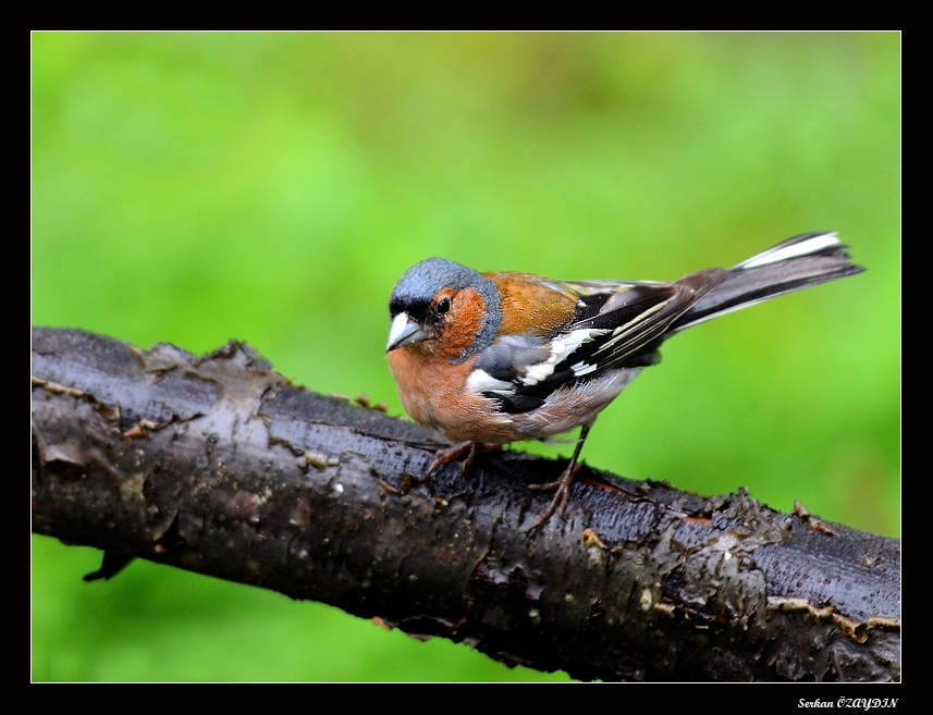 Eurasian Chaffinch