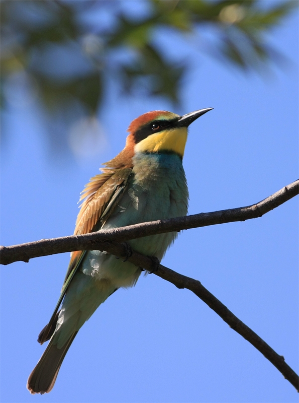 European Bee-eater