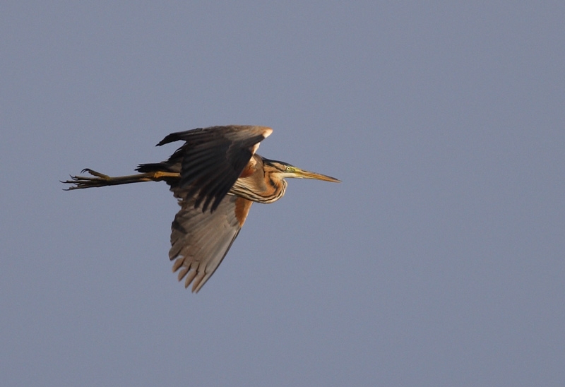 Purple Heron