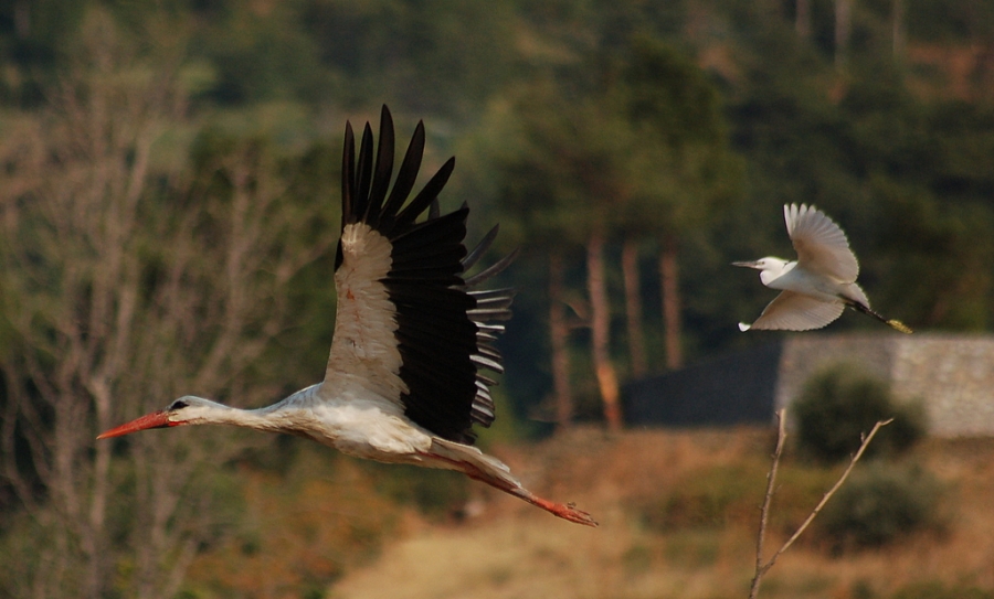 White Stork