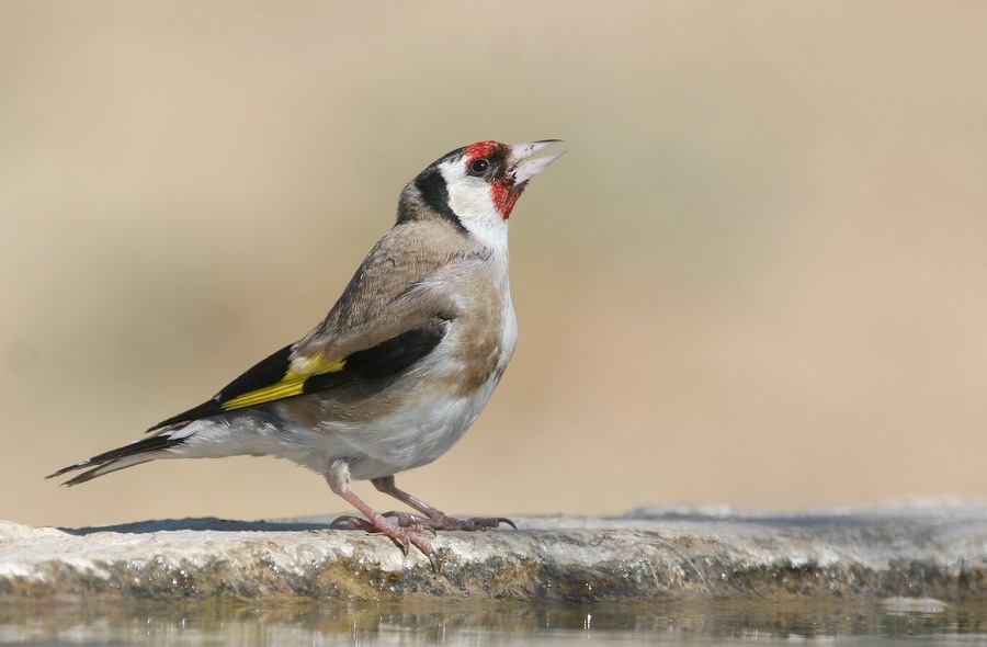 European Goldfinch