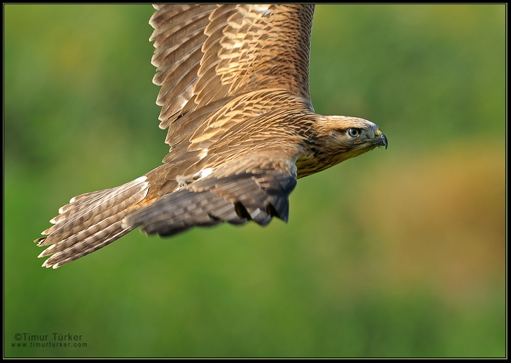 Long-legged Buzzard