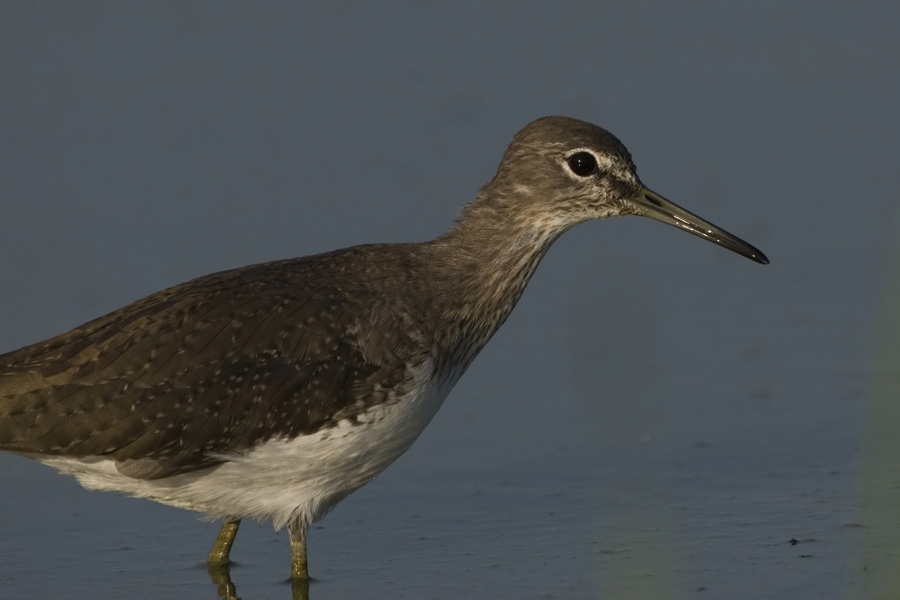 Green Sandpiper