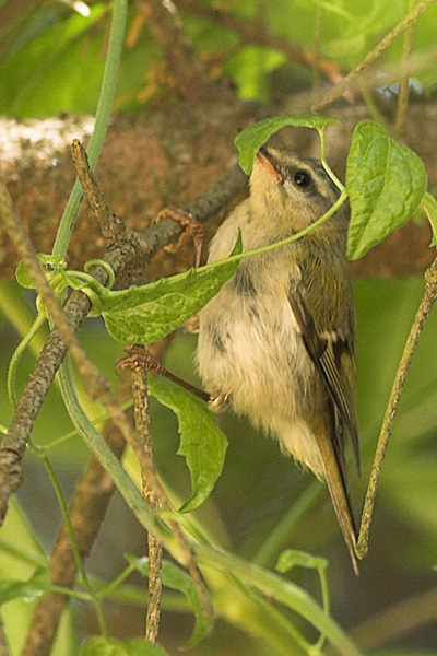 Common Firecrest