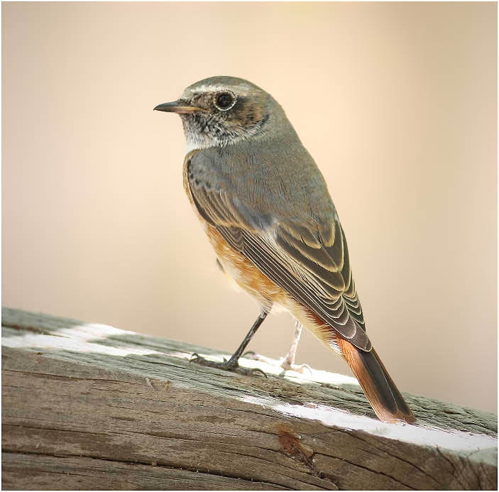 Common Redstart