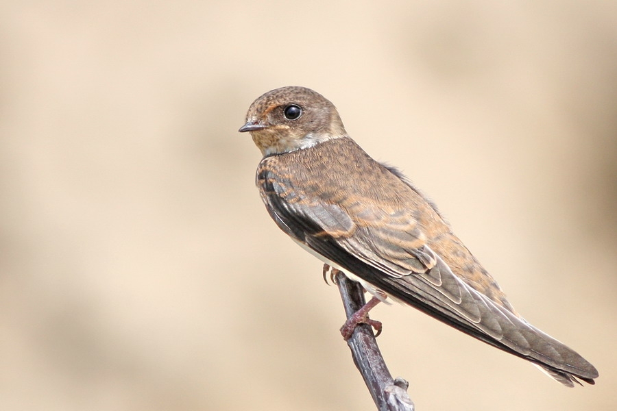 Sand Martin
