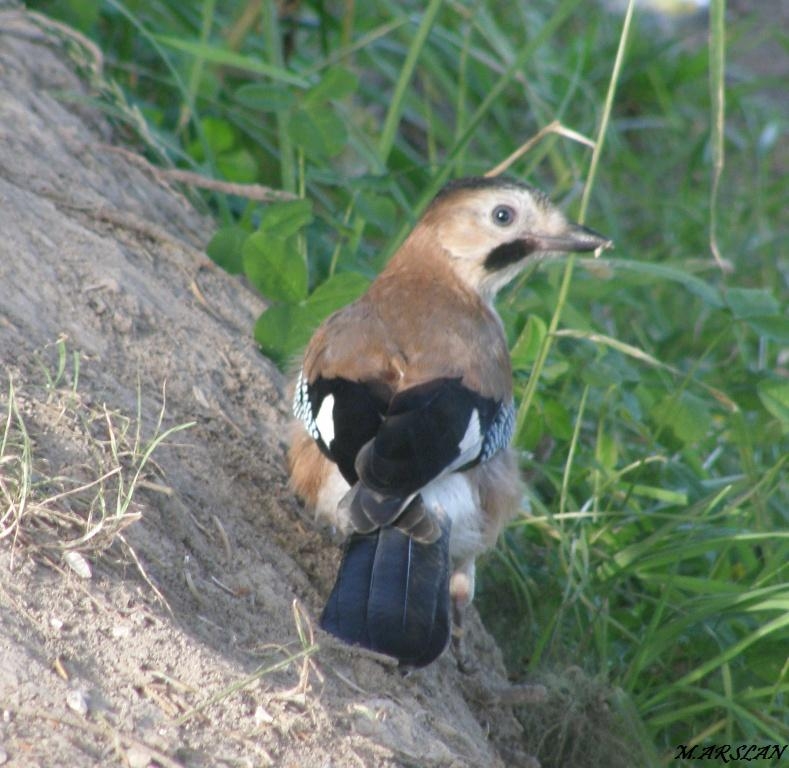 Eurasian Jay