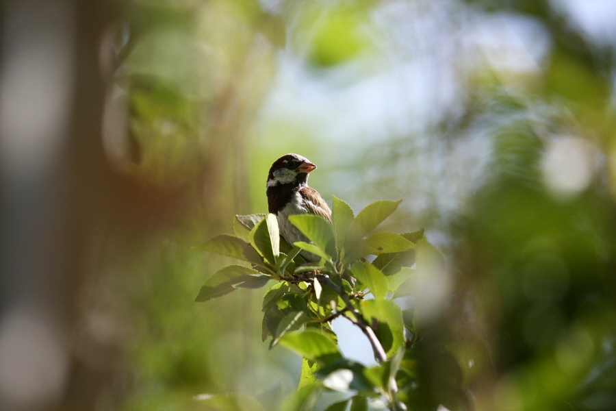 House Sparrow
