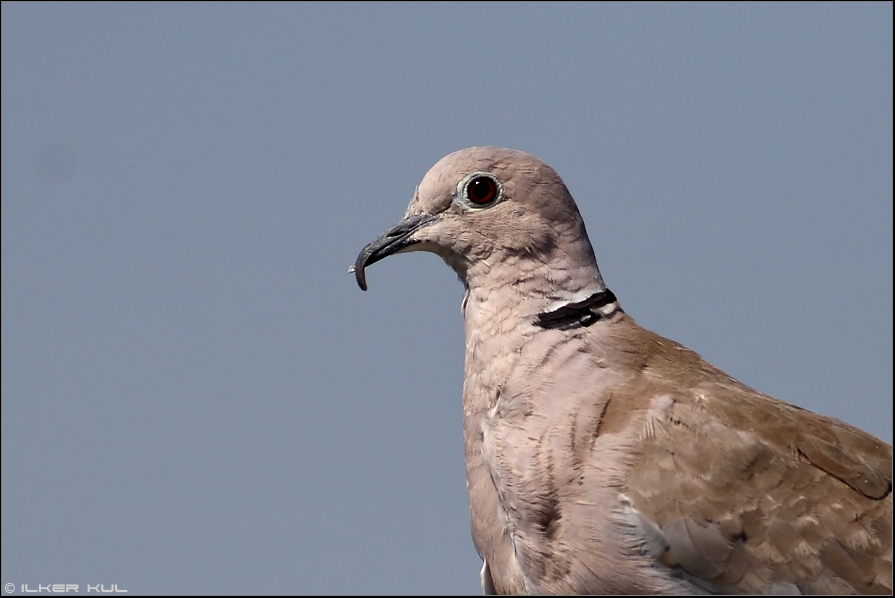 Eurasian Collared Dove