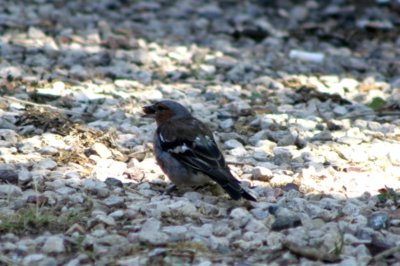 Eurasian Chaffinch