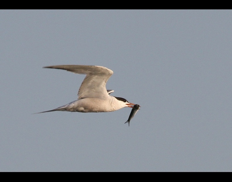 Common Tern