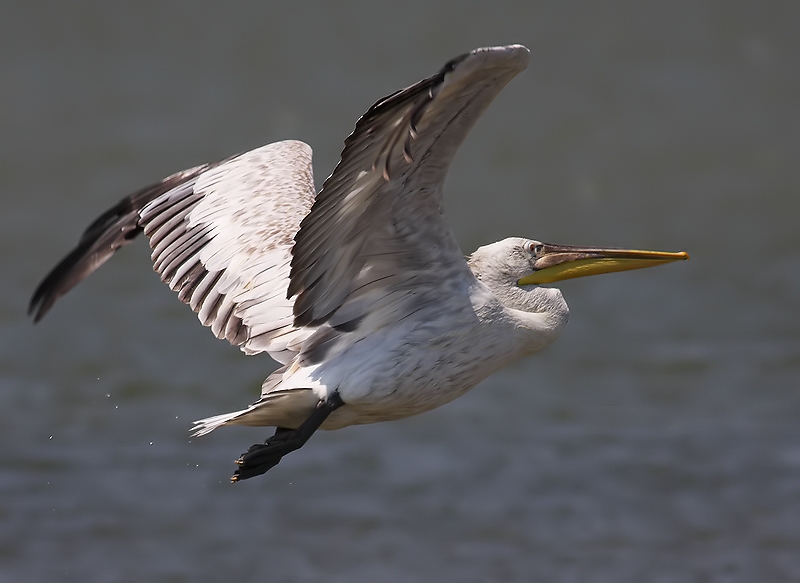 Dalmatian Pelican