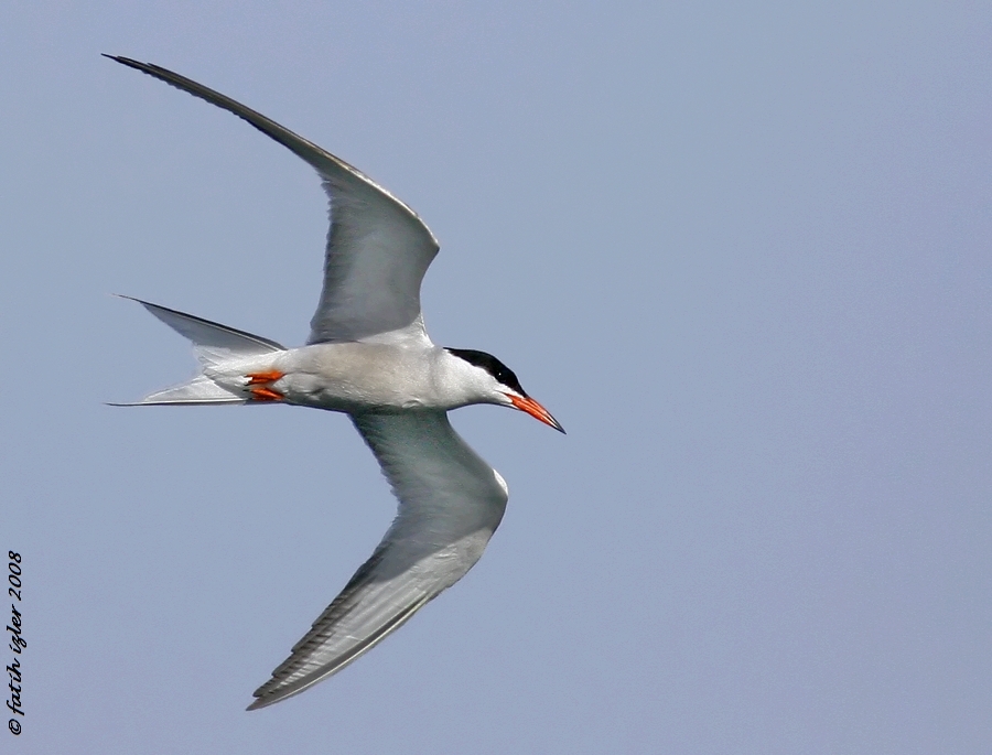 Common Tern