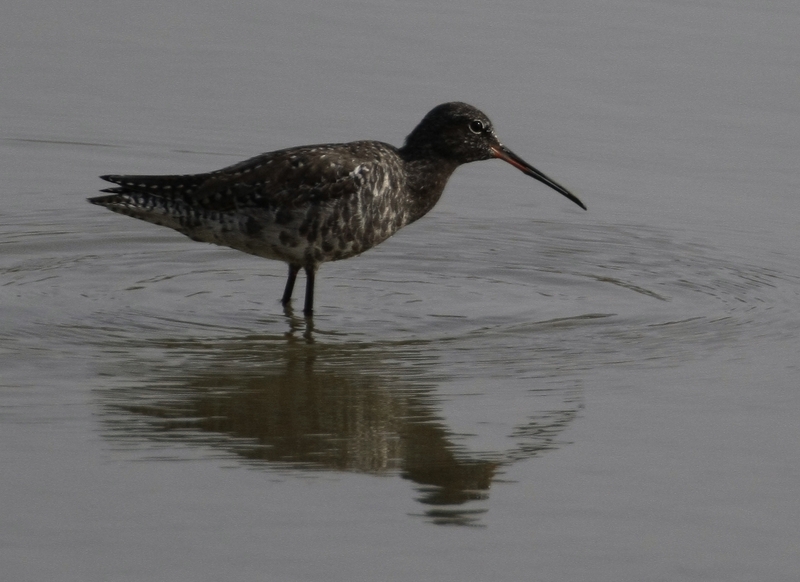 Spotted Redshank