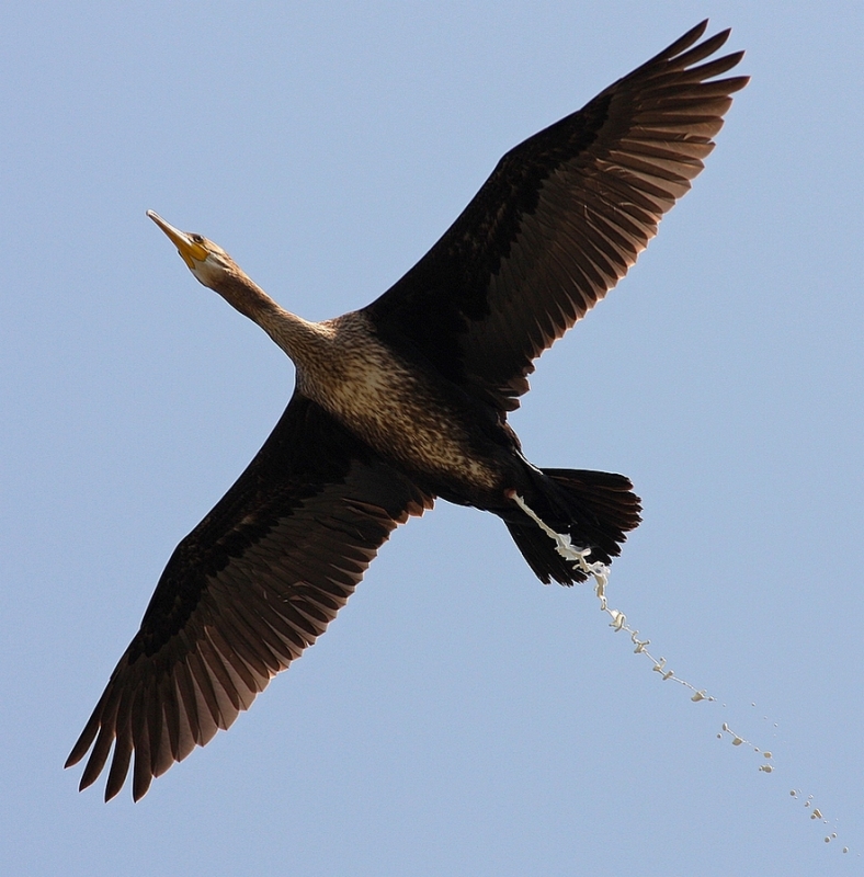 Great Cormorant