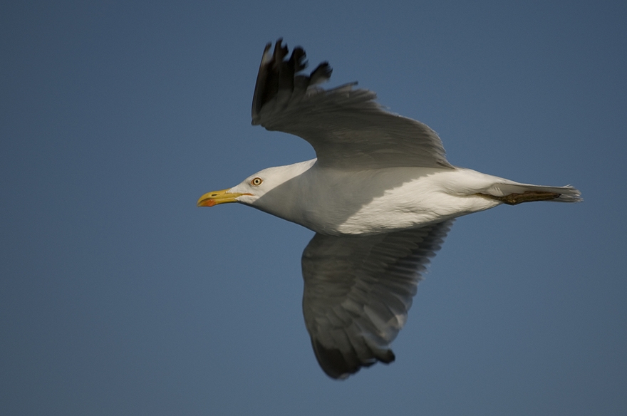 Yellow-legged Gull
