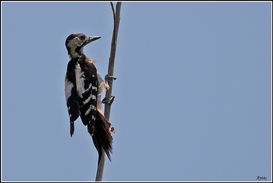 Syrian Woodpecker