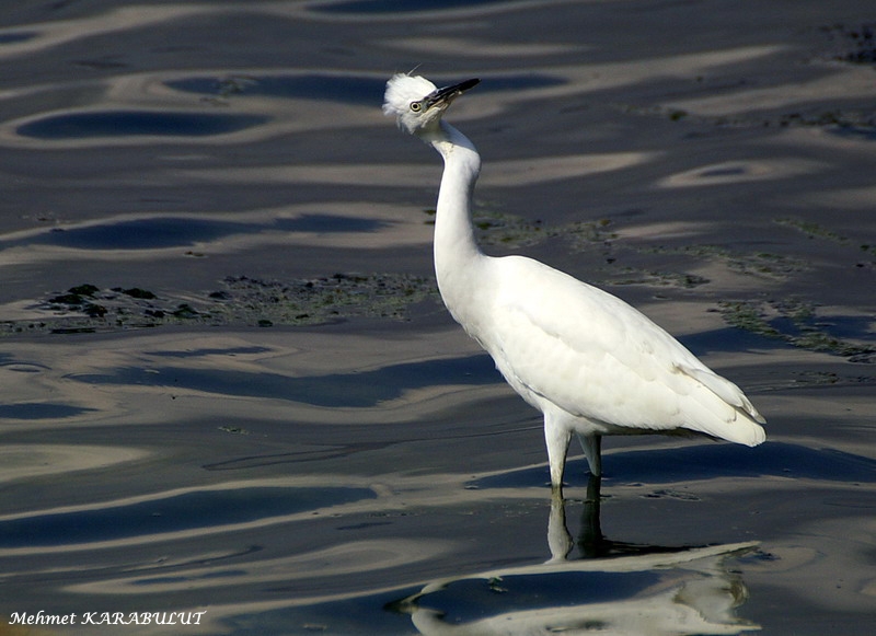 Little Egret
