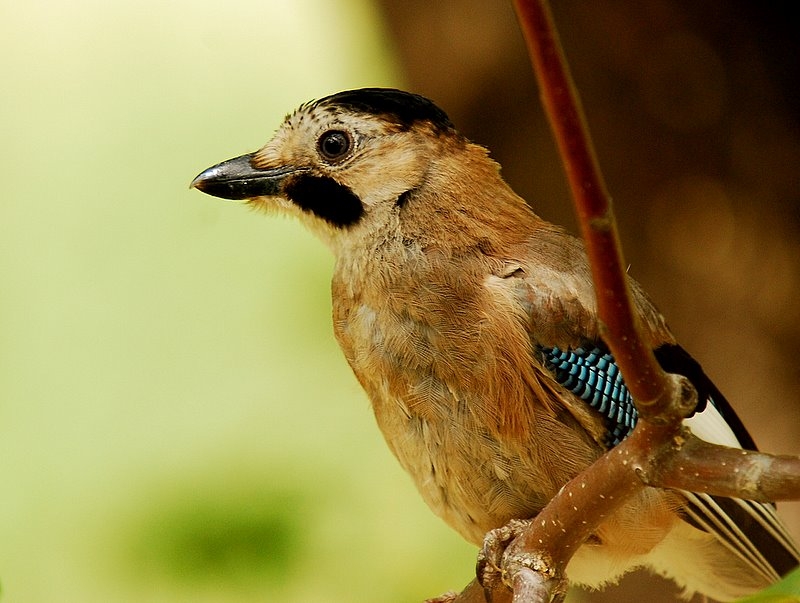 Eurasian Jay